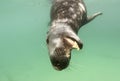 A grey seal dives towards photographer Royalty Free Stock Photo